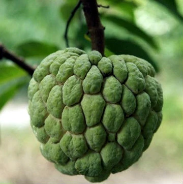 Sitaphal, a tasty fruit